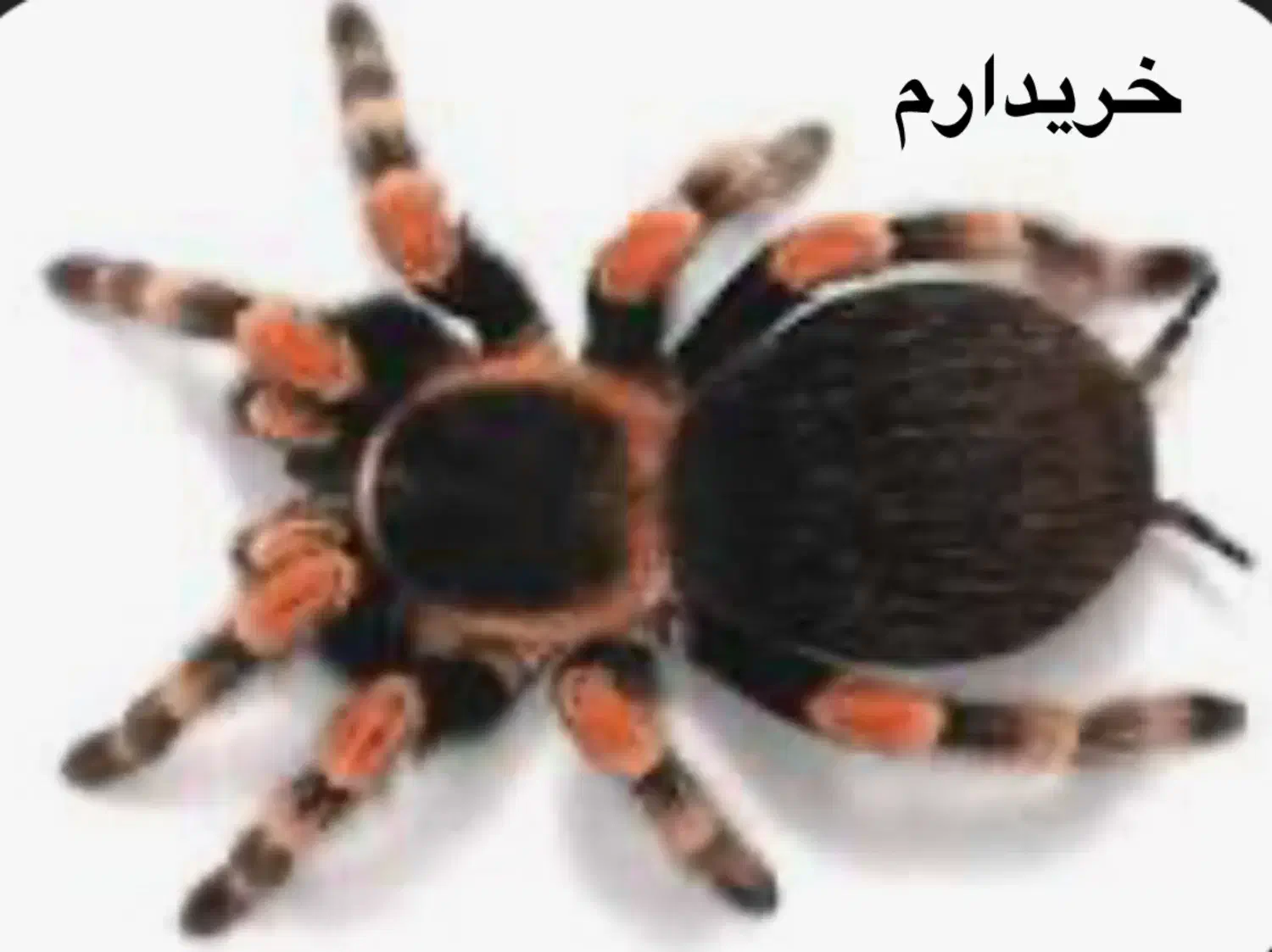 ماهی فایتر و انواع|ماهی|بجنورد, |دیوار