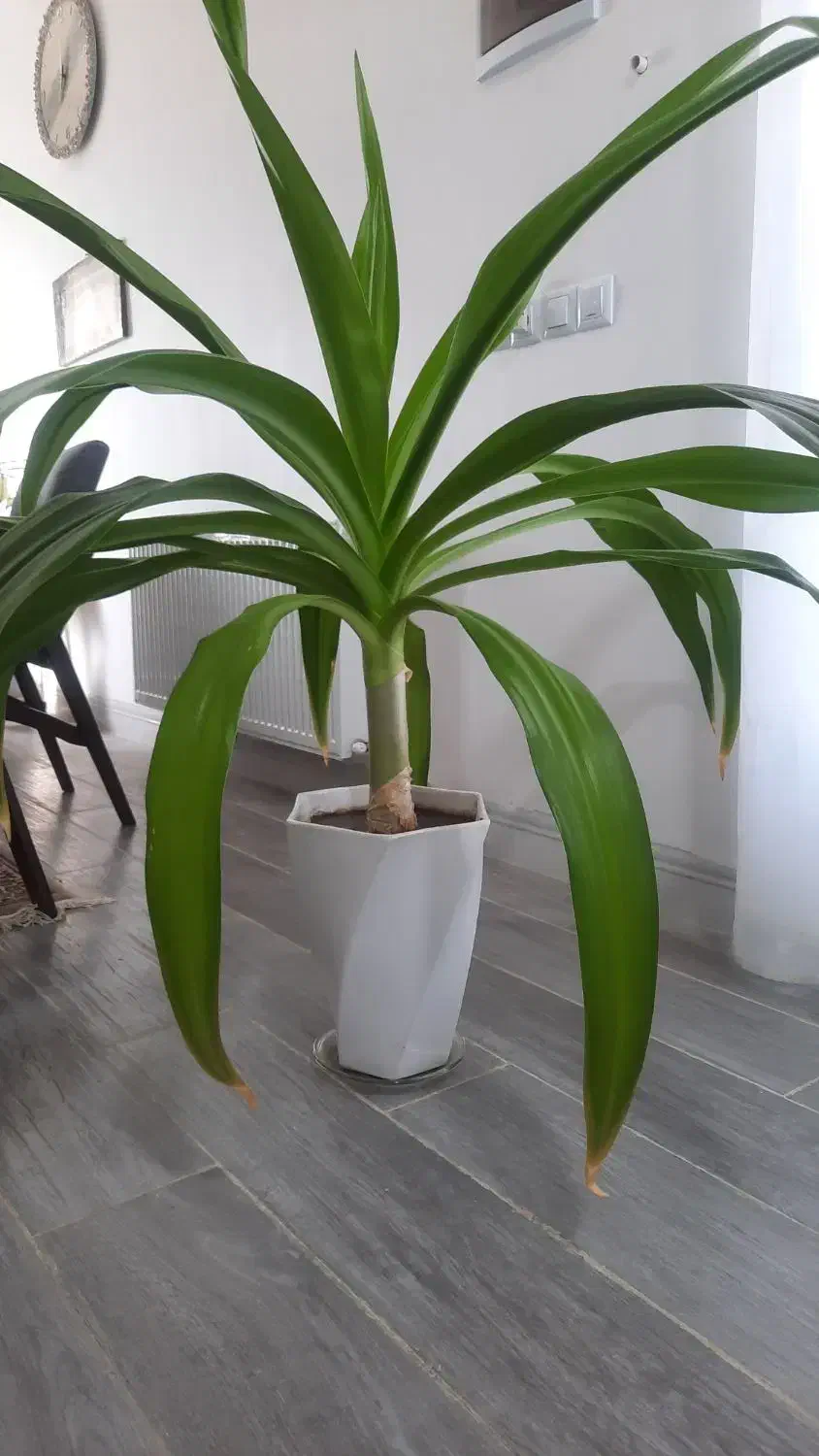 گل پاندانوس|گل و گیاه طبیعی|بم, |دیوار