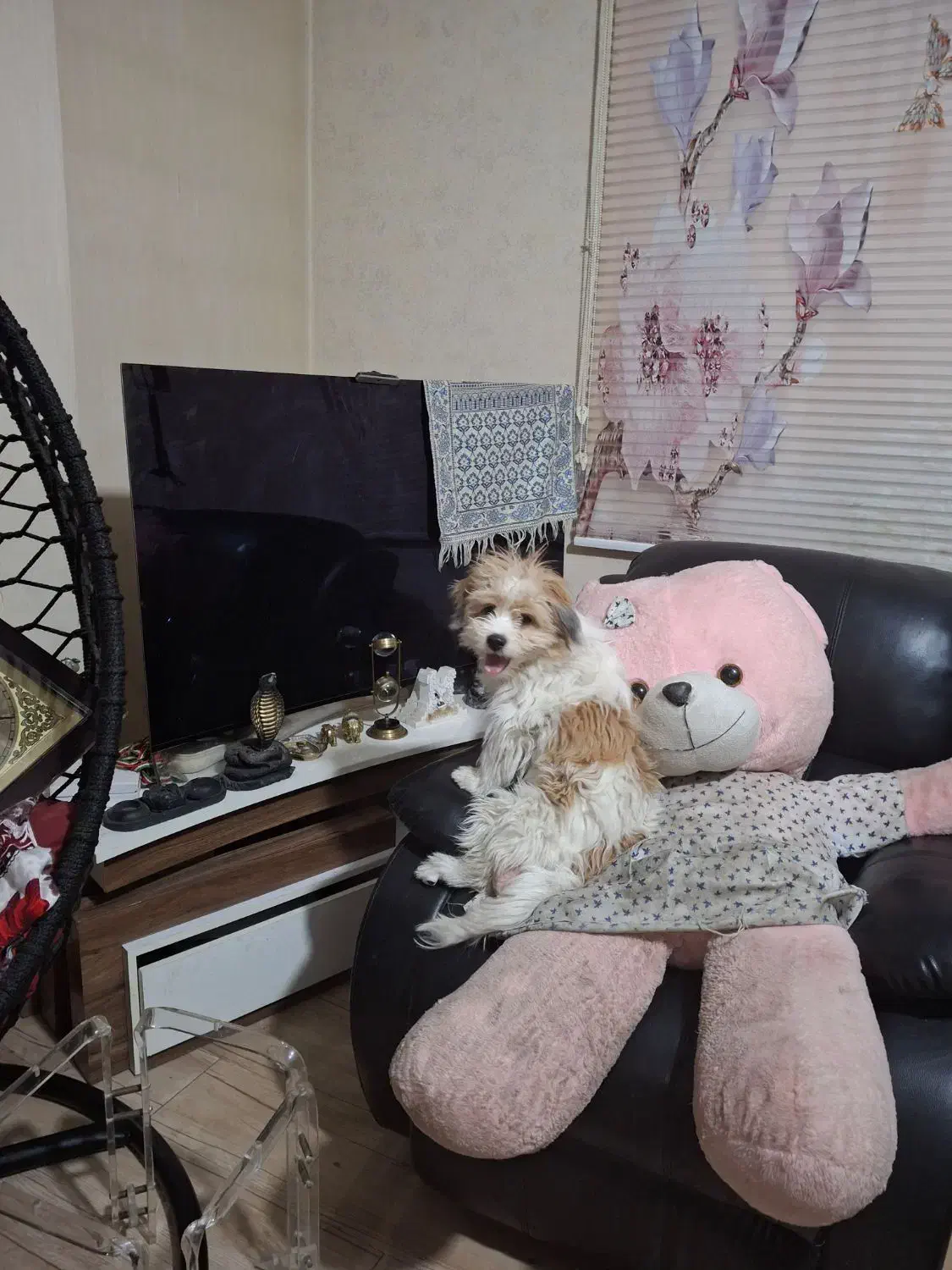 سگ گم شده|حیوانات|ملارد, |دیوار