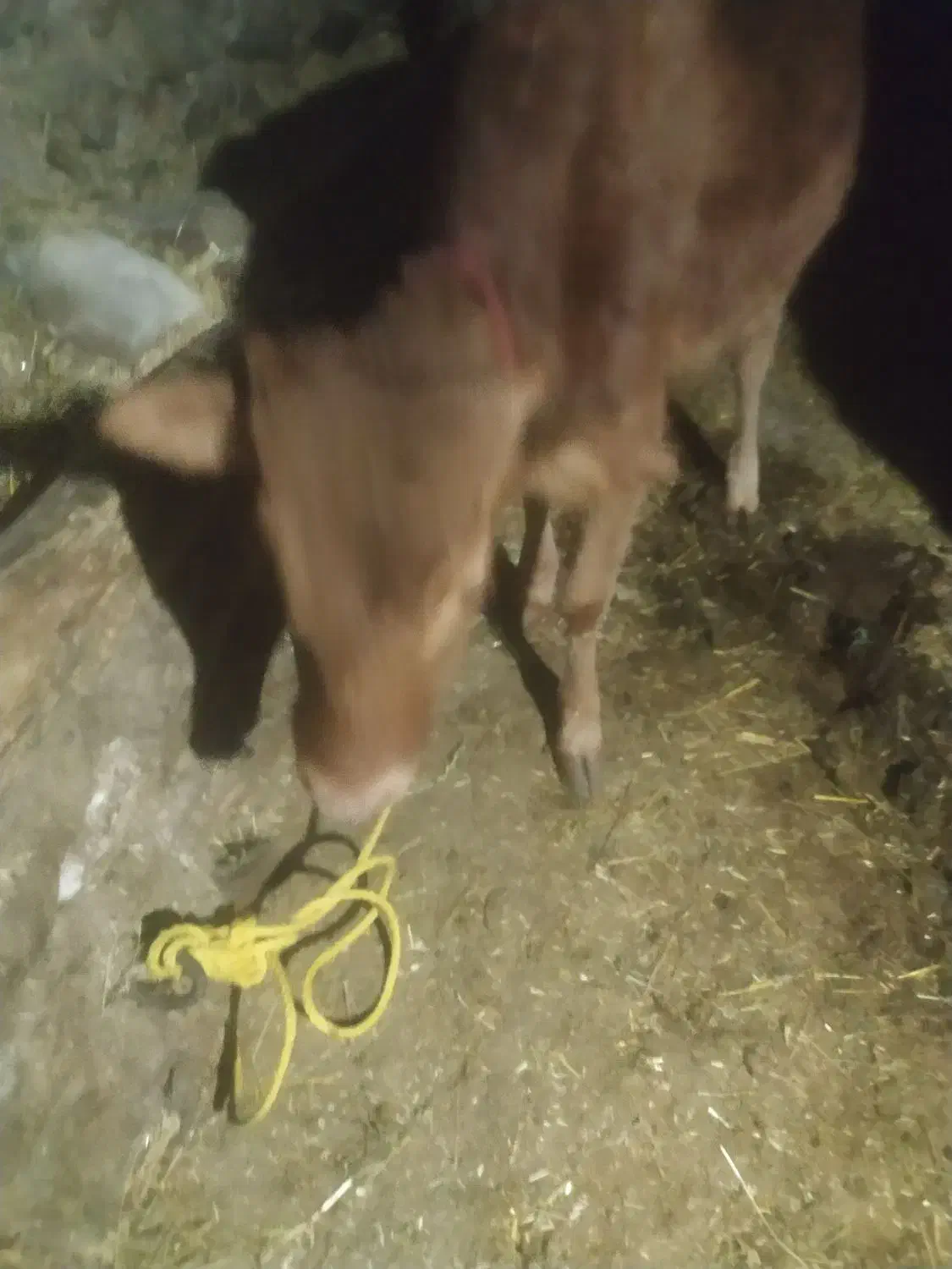 به دلیل نیاز مالی ماده|حیوانات مزرعه|چهاردانگه (آذربایجان), |دیوار