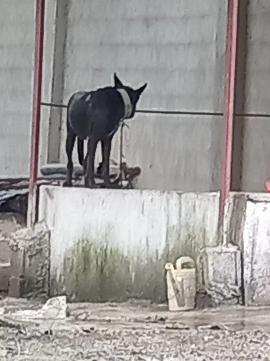 سگ نگهبان|سگ|صومعه‌سرا, |دیوار
