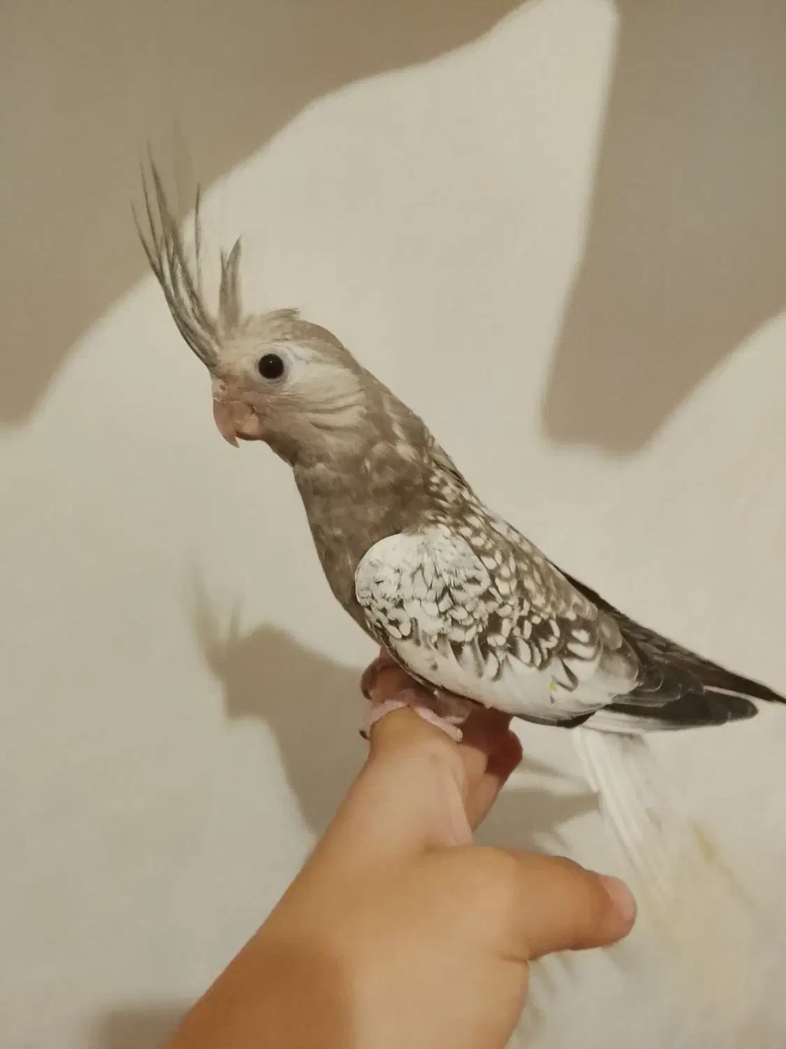 عروس هلندی مرواریدی|پرنده|تهران, امین حضور|دیوار