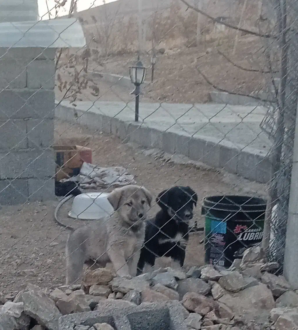 واگذاری توله سگ|سگ|سقز, |دیوار