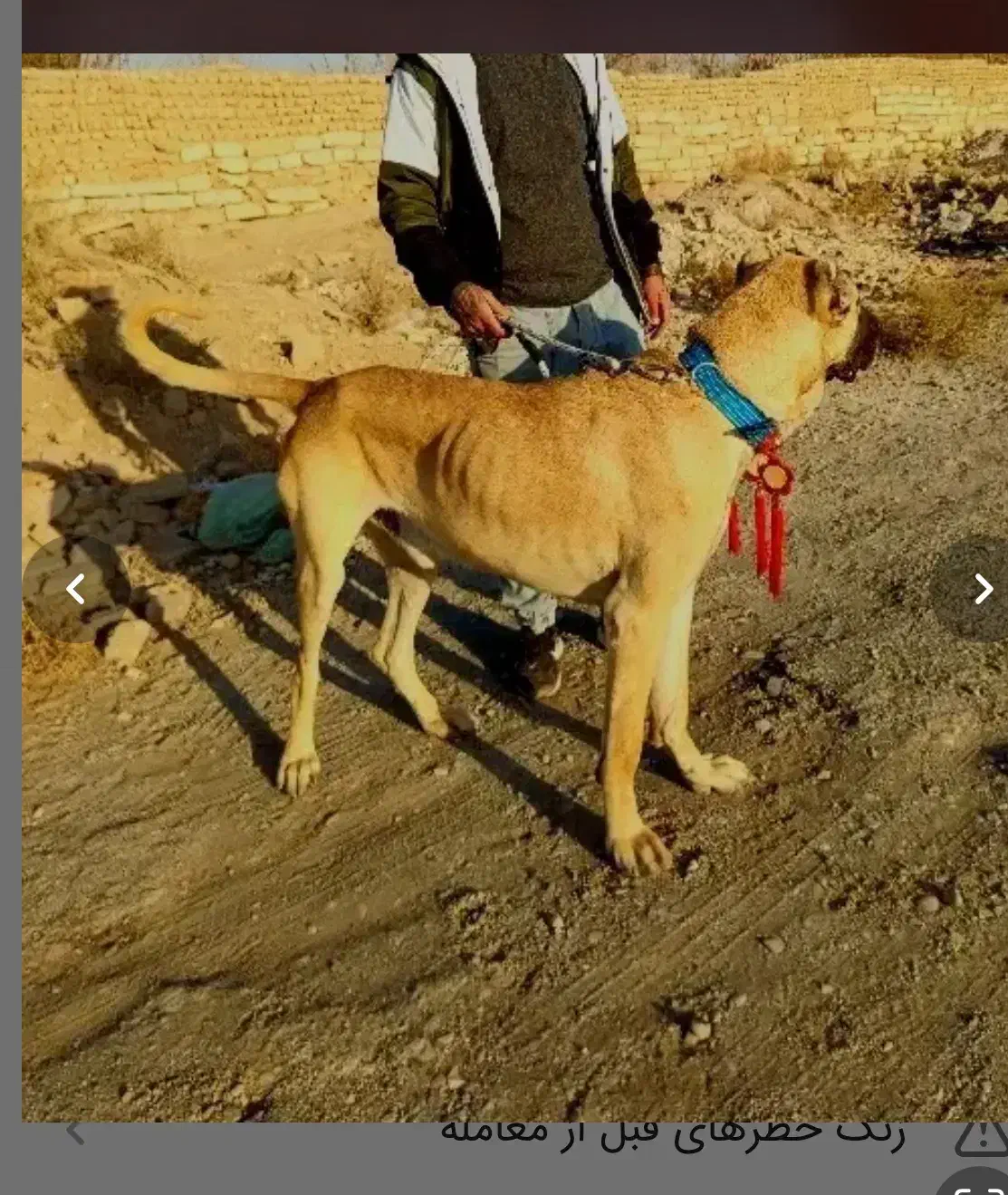 سگ سرابی|سگ|هشتگرد, شهرک راه آهن|دیوار