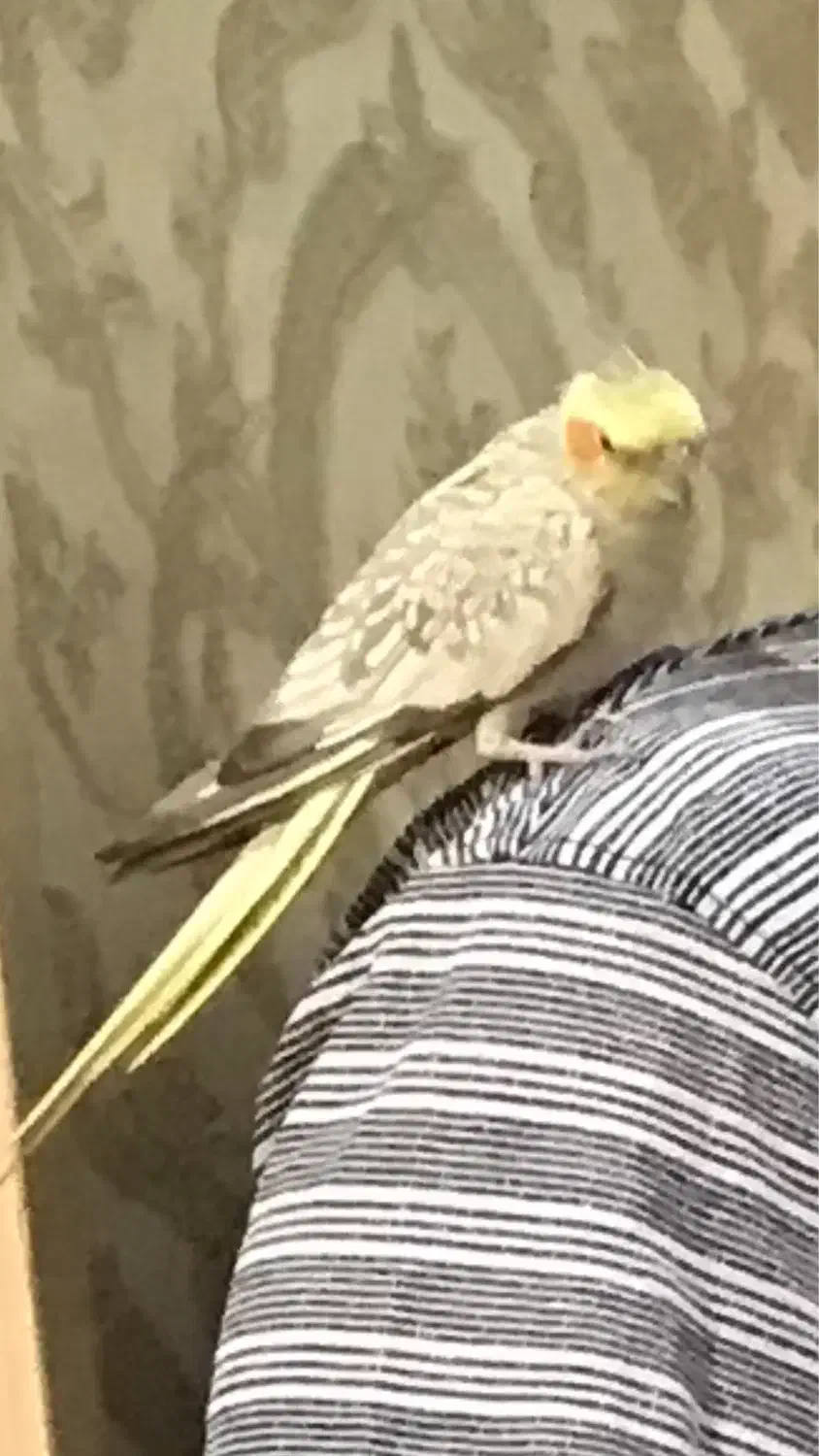 مفقود شدن عروس هلندی|حیوانات|اراک, |دیوار