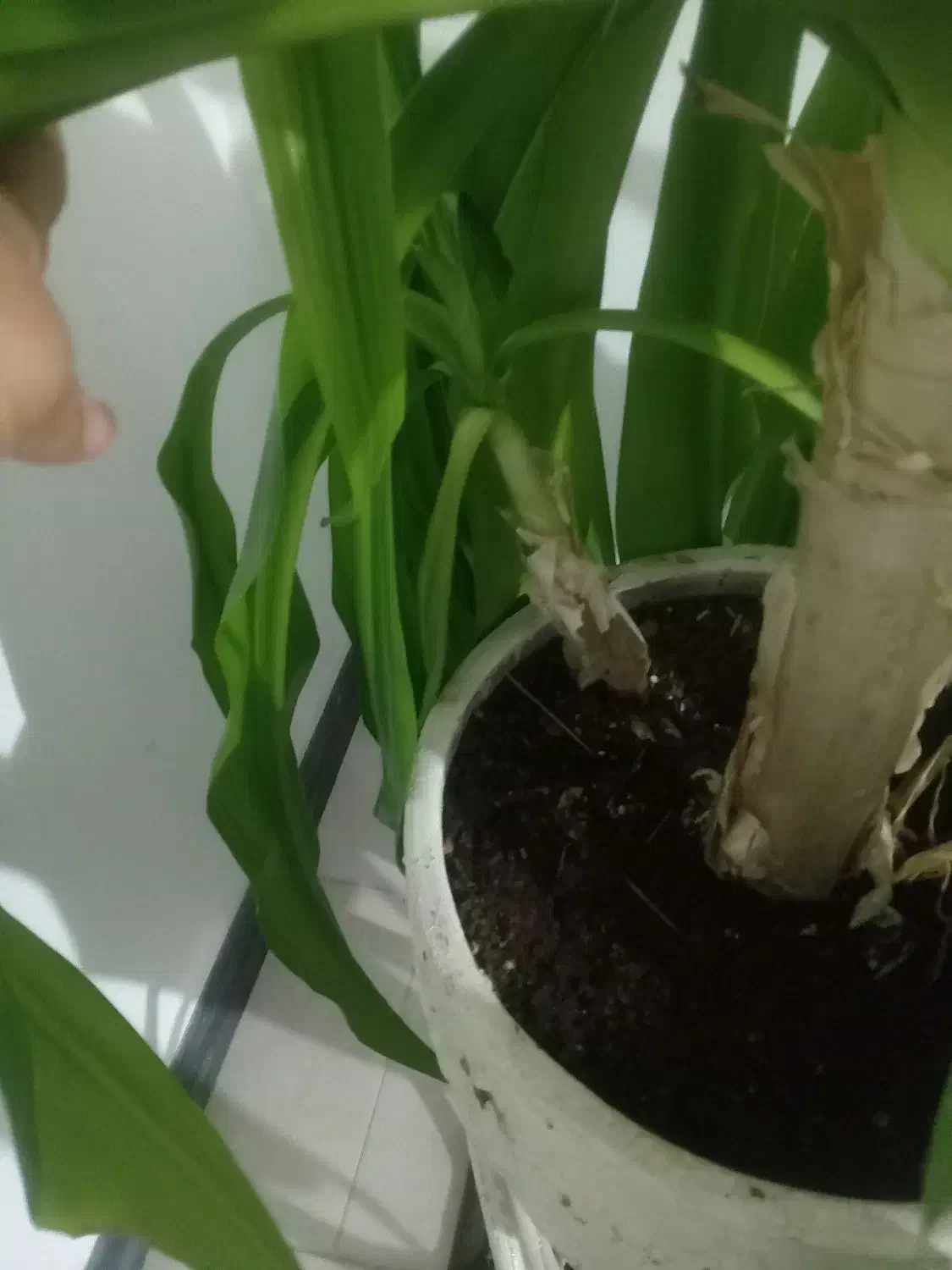 گل سوسن عنکبوتی شبیه گل ذرتی با چند تا پاجوش بزرگ|گل و گیاه طبیعی|صدرا-فارس, فاز ۱|دیوار