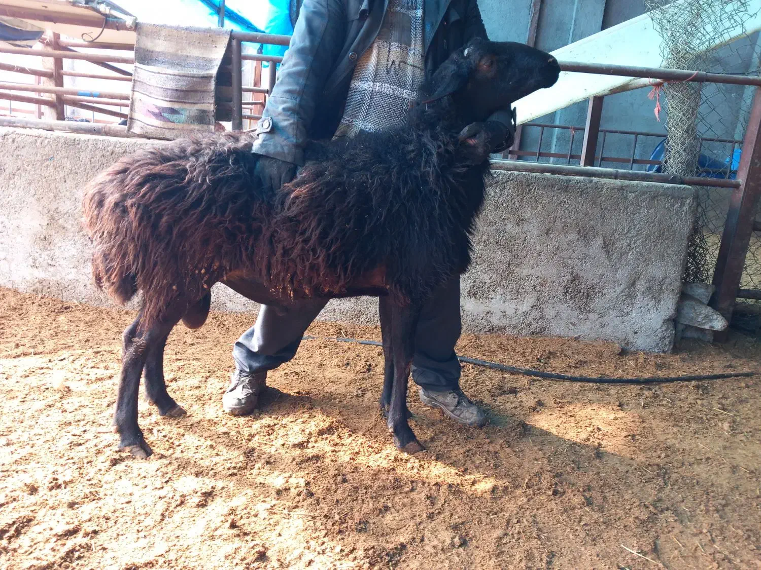 قوچ|حیوانات مزرعه|رباطکریم, انجم آباد|دیوار