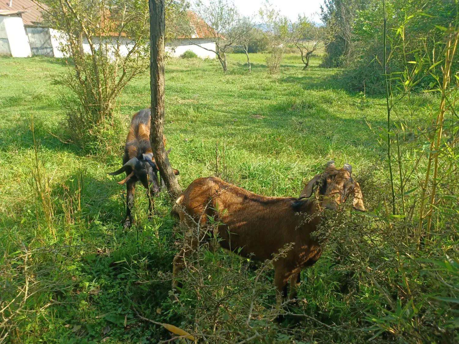ماده بز و نر بز آلپاین|حیوانات مزرعه|لاهیجان, بازکیاگوراب|دیوار