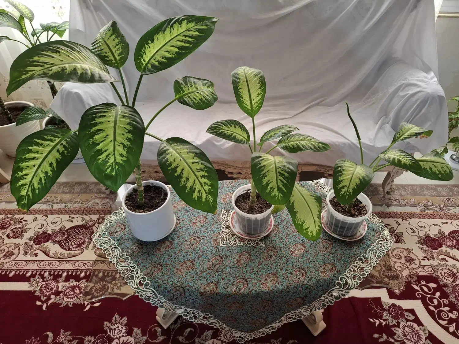 3 عدد گل دیفن|گل و گیاه طبیعی|تالش, هشتپر|دیوار