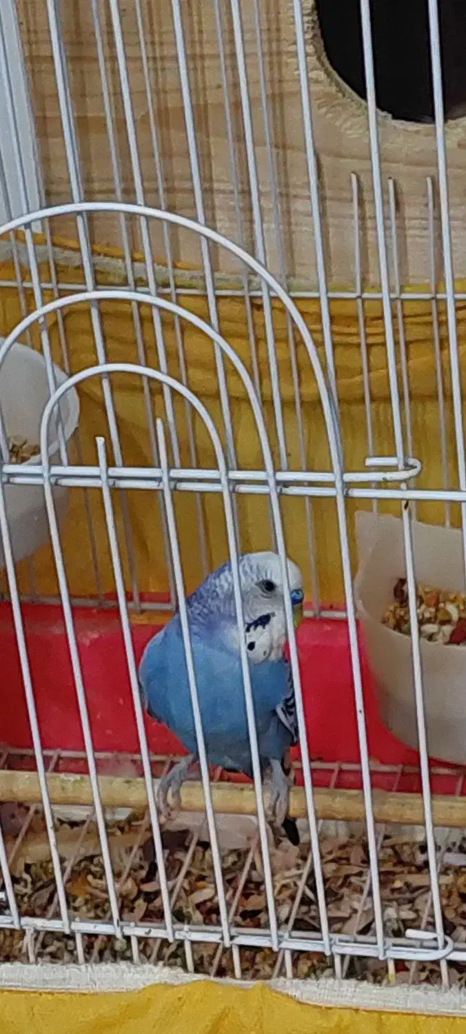 فروش عروس هلندی مولد و مرغ عشق با لوازم کامل|پرنده|خرمآباد (تنکابن), |دیوار