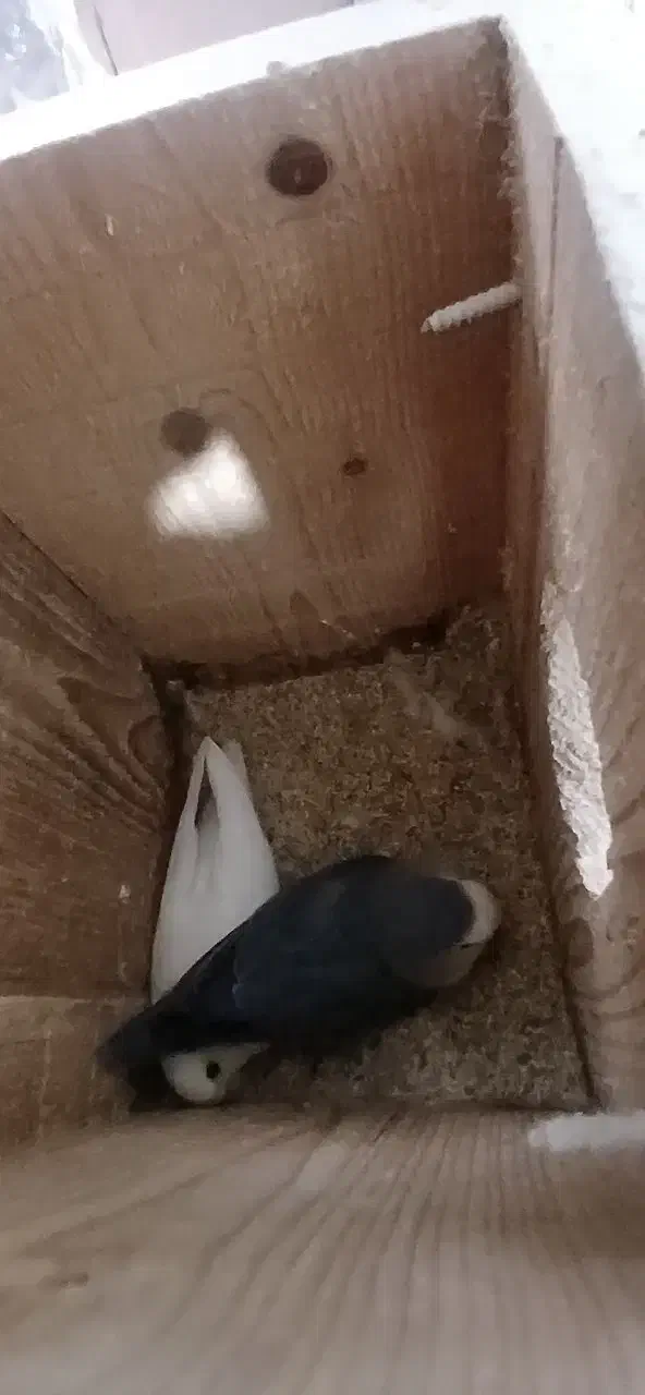 طوطی برزیلی کوتوله مولدروی تخم|پرنده|قائم‌شهر, |دیوار