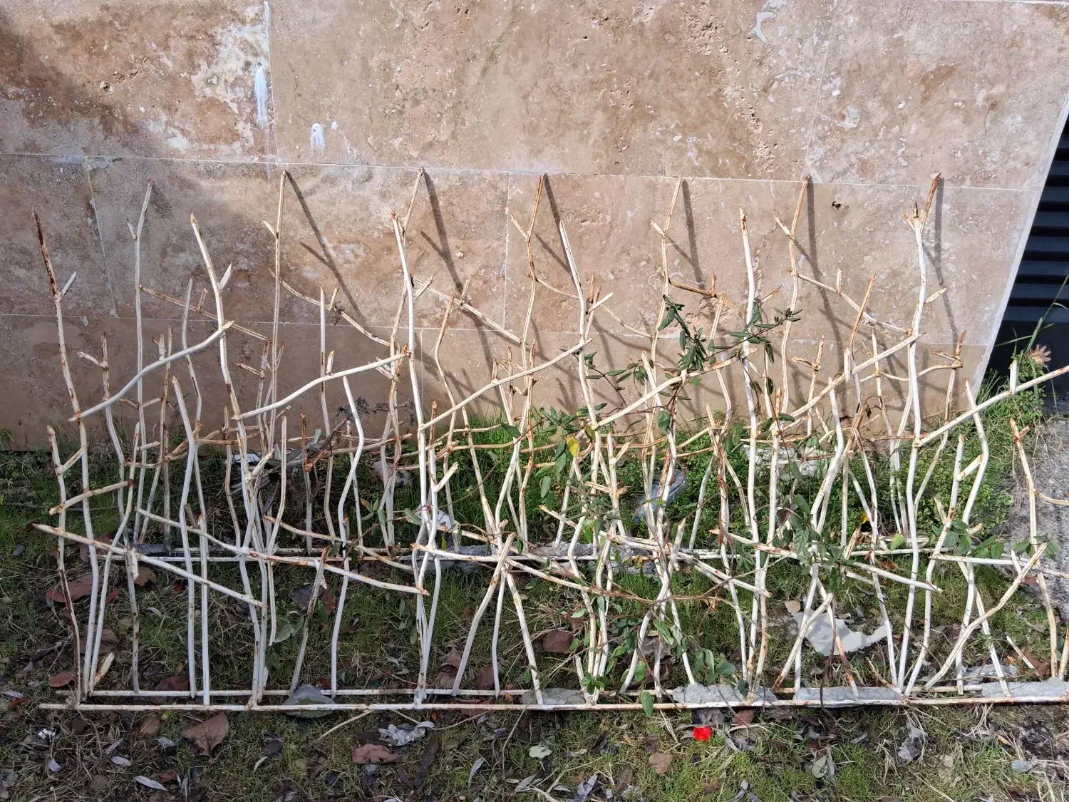 حفاظ شاخه گوزنی|خدمات باغبانی و درختکاری|امامزاده عبدالله, |دیوار