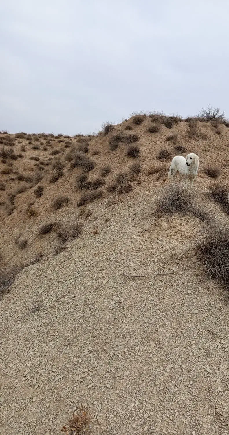 سگ ماد|سگ|آشخانه, |دیوار