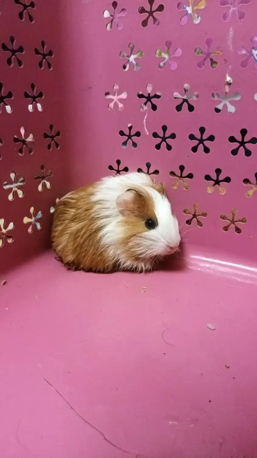 توله خوکچه هندی|موش و خرگوش|کازرون, |دیوار