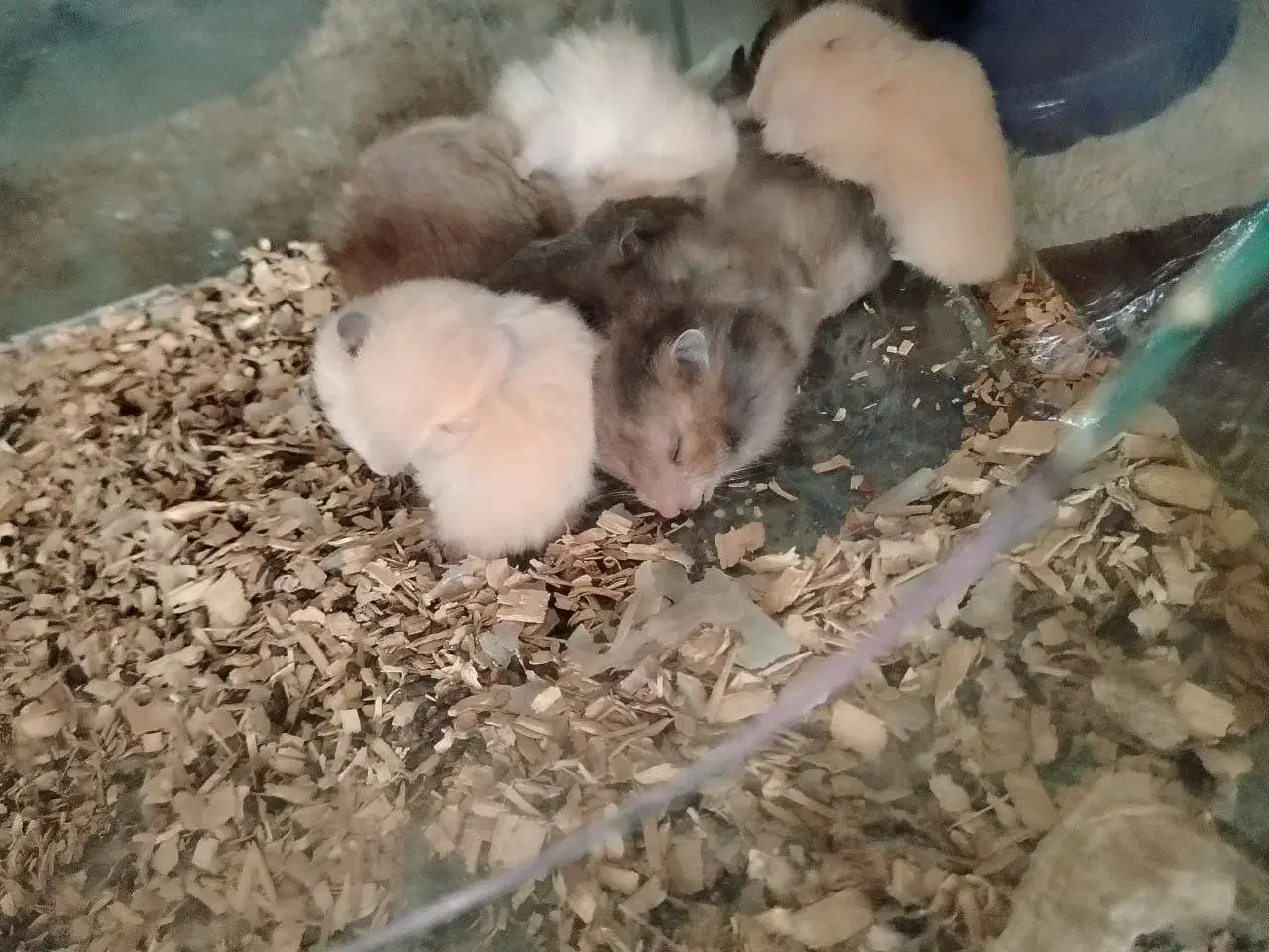 همستر و آکواریم|موش و خرگوش|نجف‌آباد, هفده شهریور|دیوار