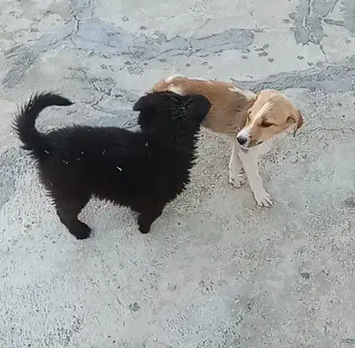 سگ خانگی|سگ|اسدآباد, |دیوار