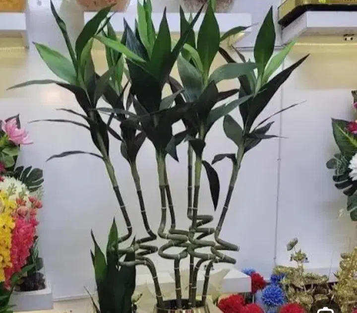 گل مصنوعی بامبو|گل مصنوعی|قزوین, |دیوار