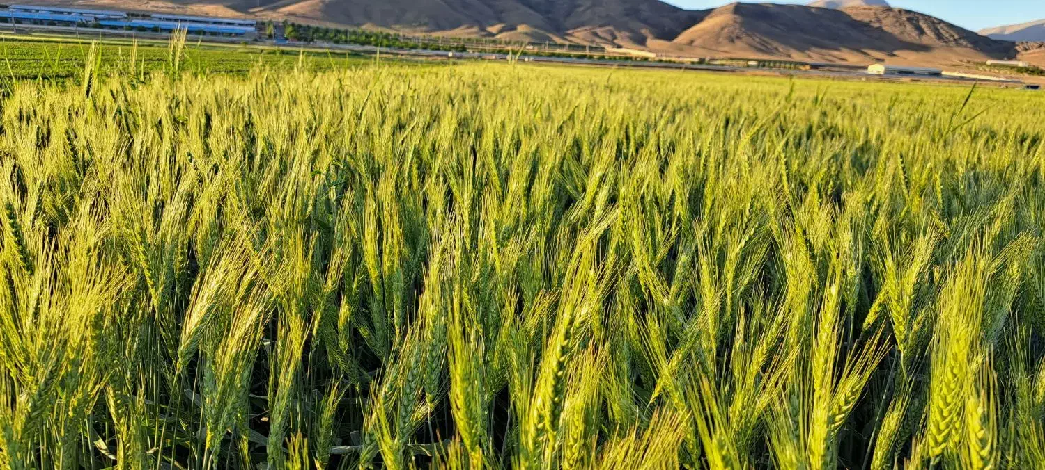 گندم اصلاح شده بذری دانش|گل و گیاه طبیعی|دینور, |دیوار