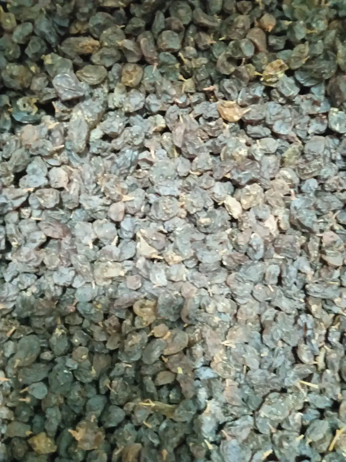 کشمش|خوردنی و آشامیدنی|زرقان, |دیوار