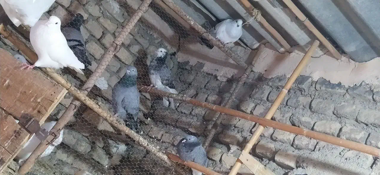 کبوتر|پرنده|گرگان, |دیوار
