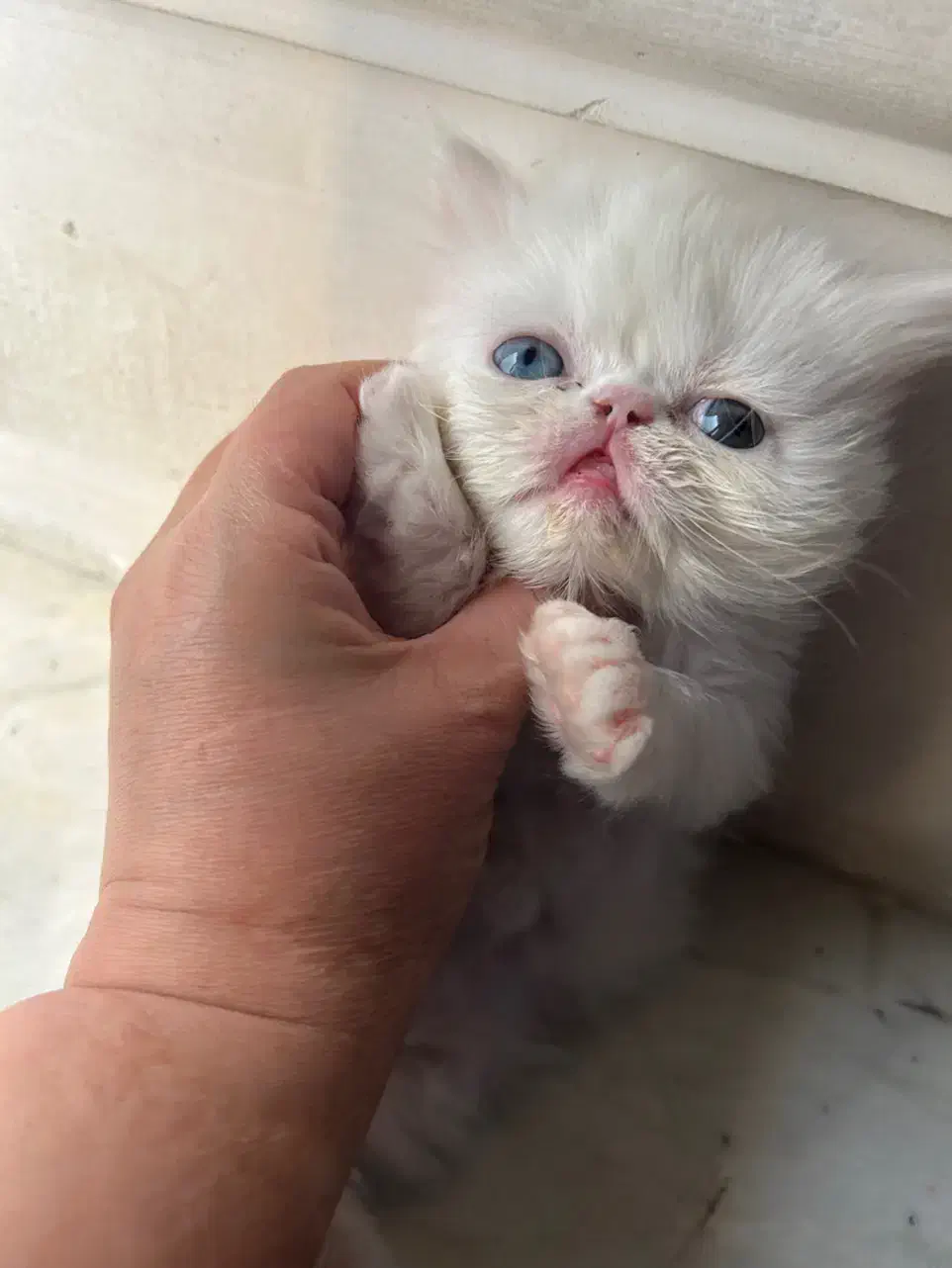 گربه|گربه|گرگان, |دیوار