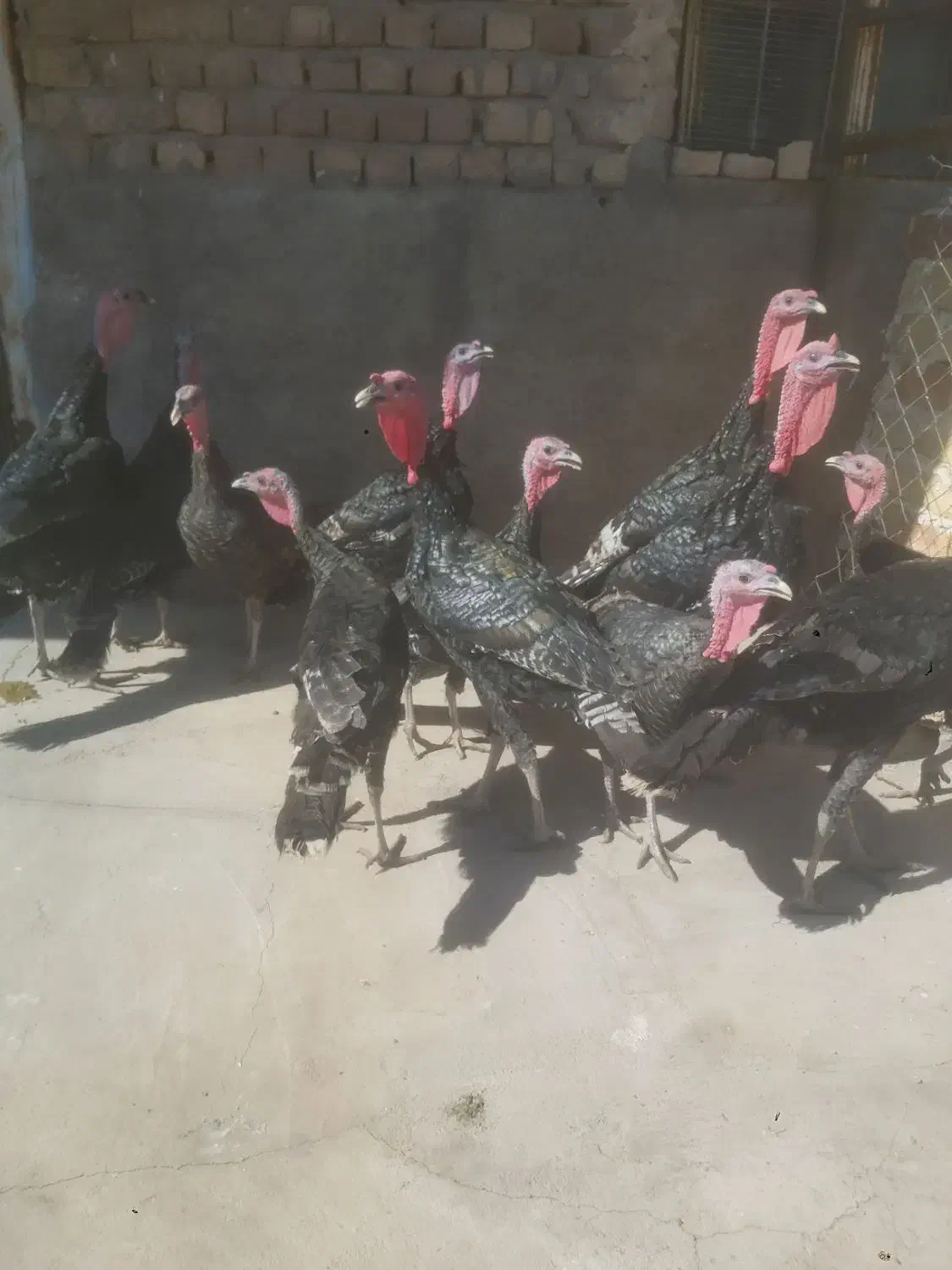 بوقلمون|حیوانات مزرعه|قم, شهرک قدس|دیوار