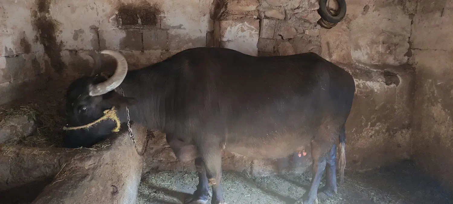 گاومیش|حیوانات مزرعه|کلیبر, |دیوار