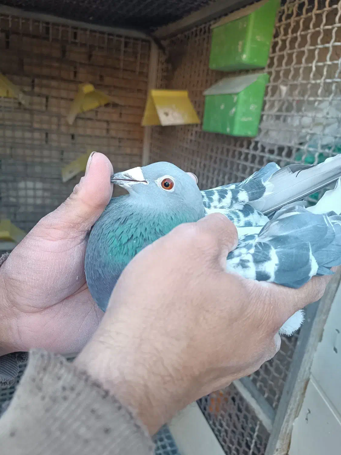 کبوتر|پرنده|شاندیز, |دیوار