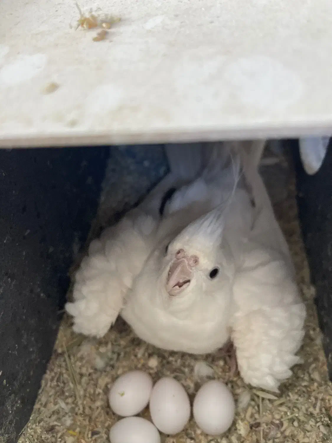 عروس هلندی|پرنده|مرودشت, ژیان|دیوار