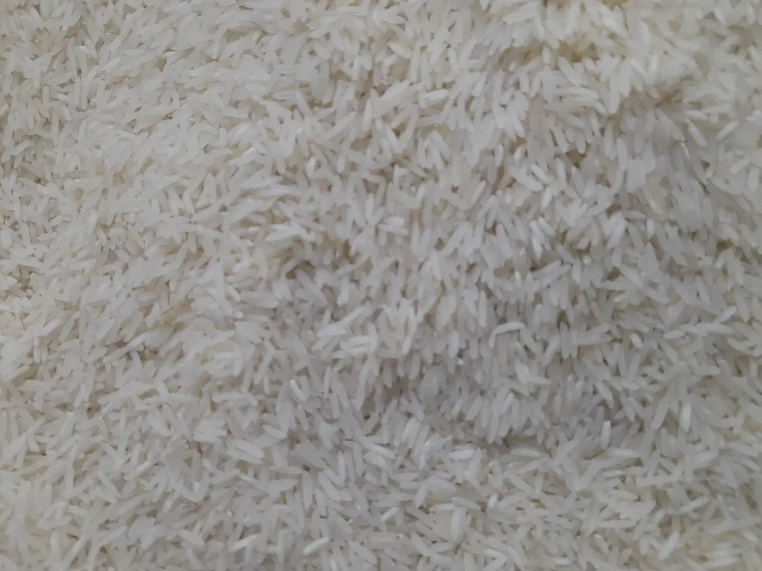 برنج شیرودی|خوردنی و آشامیدنی|ابهر, |دیوار