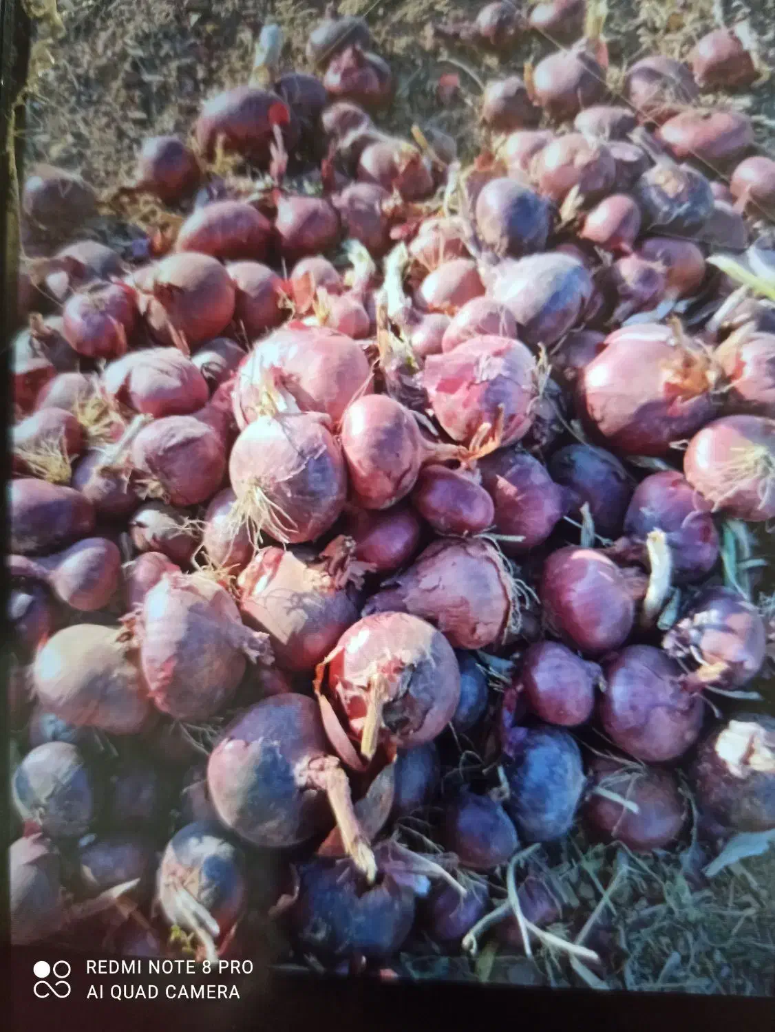 پیاز درجه یک به شرط خالی کردن|خوردنی و آشامیدنی|اسلامآباد غرب, |دیوار