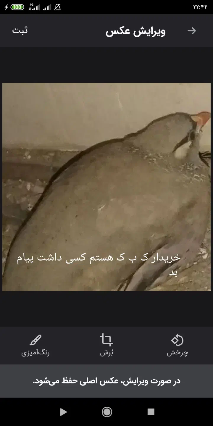 بلدرچین|پرنده|خاش, |دیوار