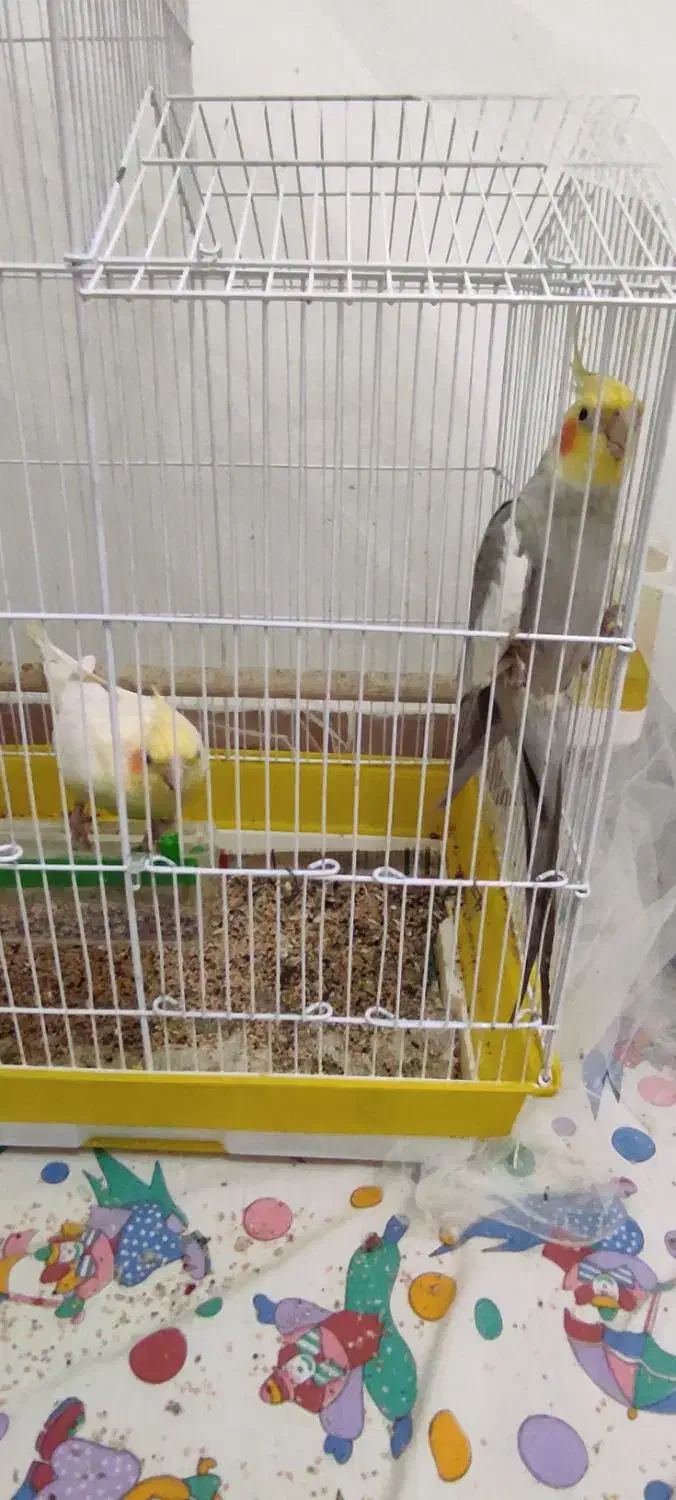 عروس هلندی|پرنده|رشت, فلسطین|دیوار