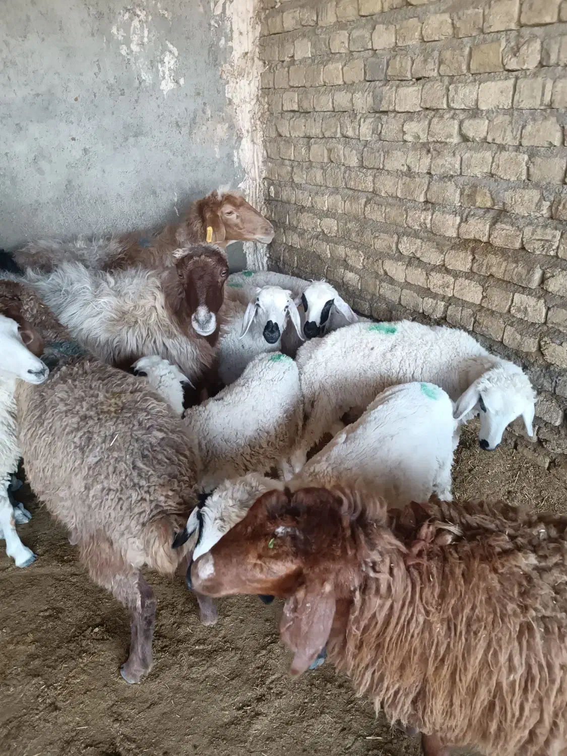میش وبره چاق کشتاری گوسفندباقصاب|حیوانات مزرعه|مشهد, احمدآباد|دیوار