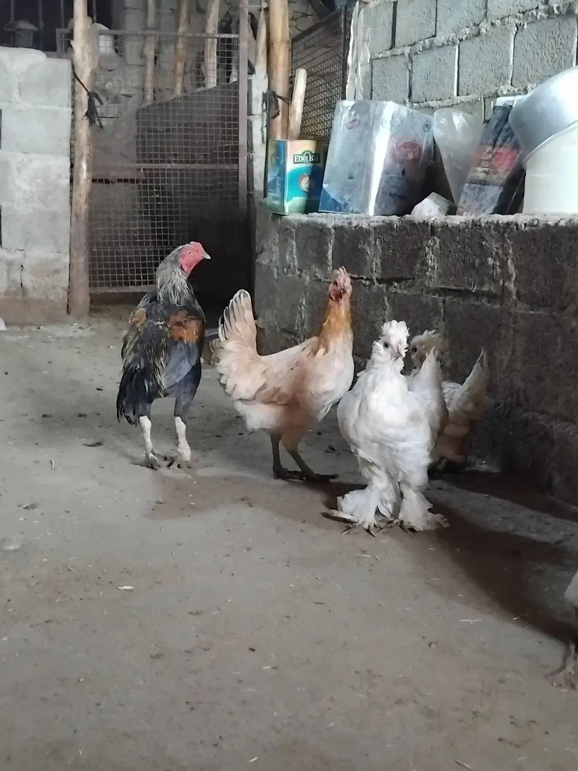 مرغ و خروس دورگ|حیوانات مزرعه|سروآباد, |دیوار