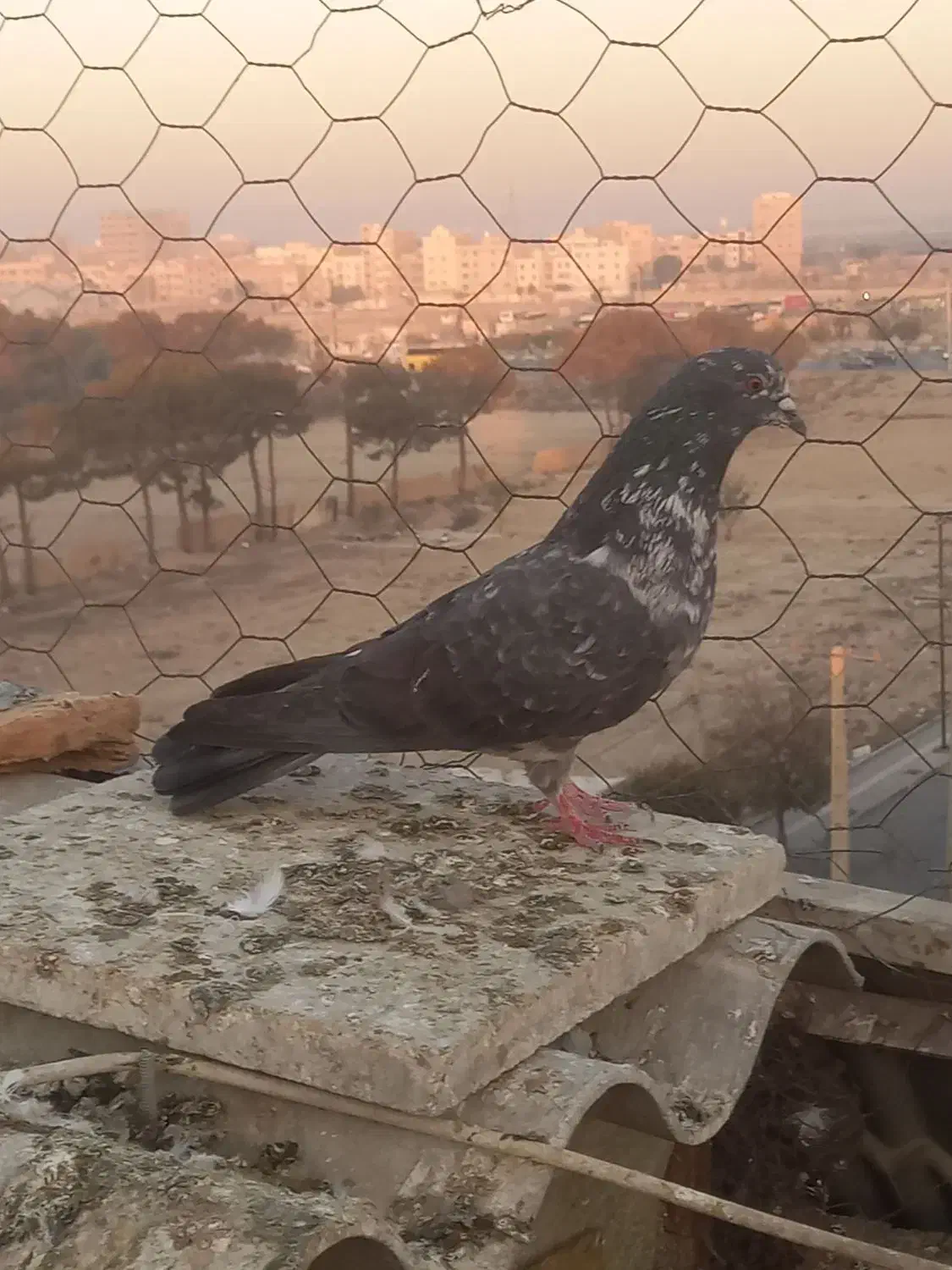 کفتر کبوتر|پرنده|اسلام‌شهر, شهرک سعیدیه|دیوار