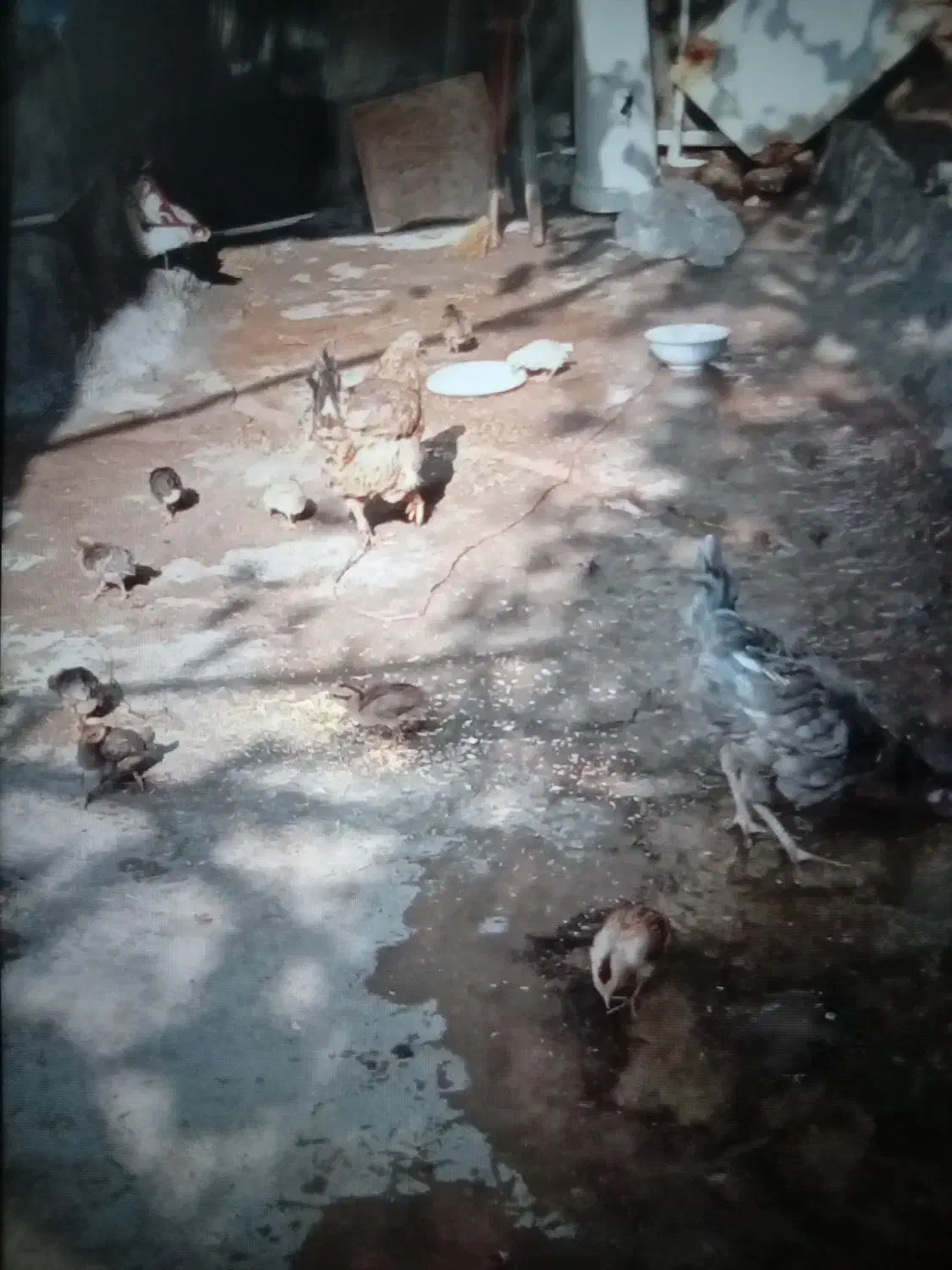 ۳ تا مرغ ب فروش می‌رسد بخاطر کمبود جا با شماره پای|حیوانات مزرعه|سرپل ذهاب, |دیوار