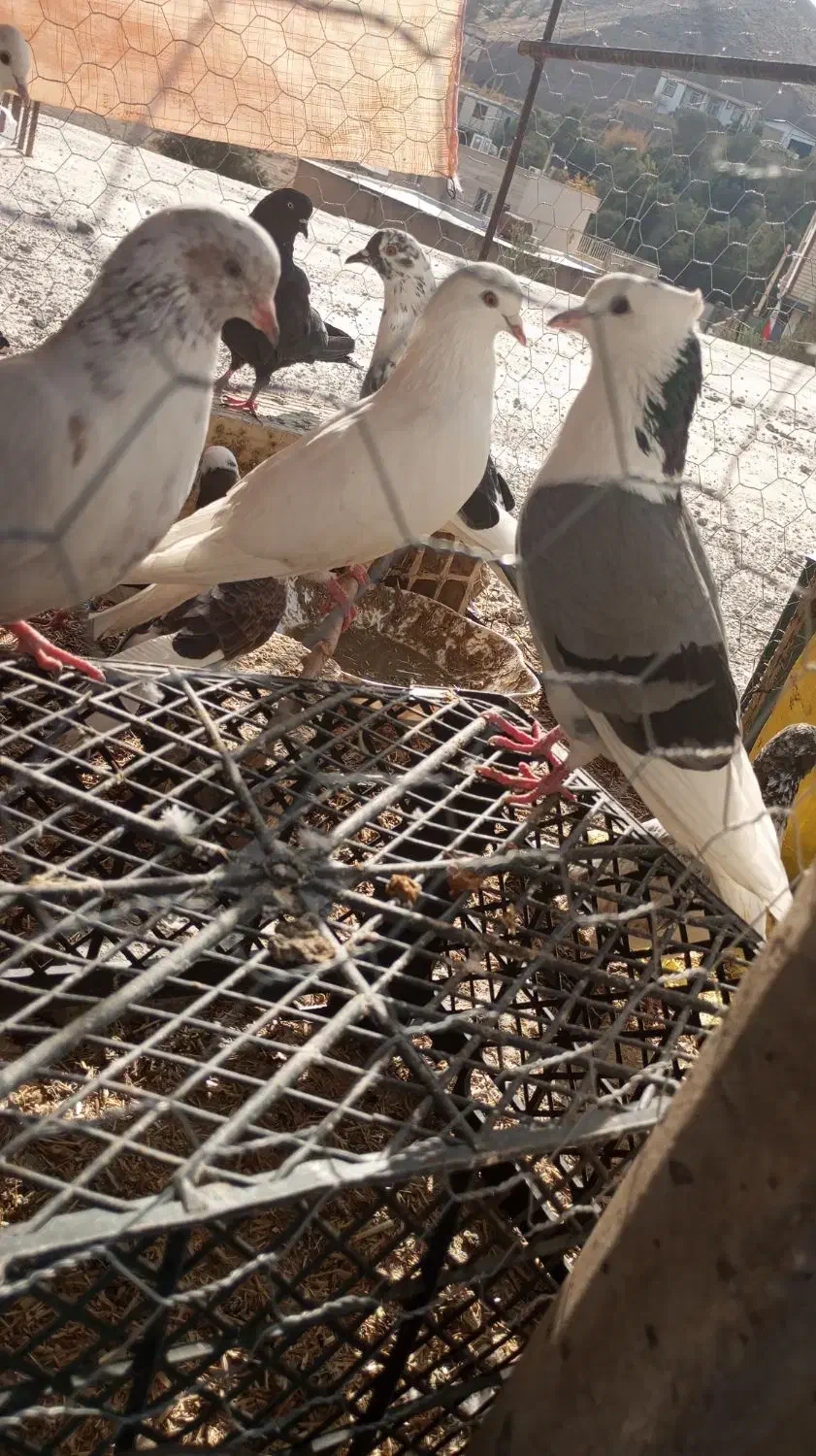 کبوتر|پرنده|طارم (زنجان), |دیوار