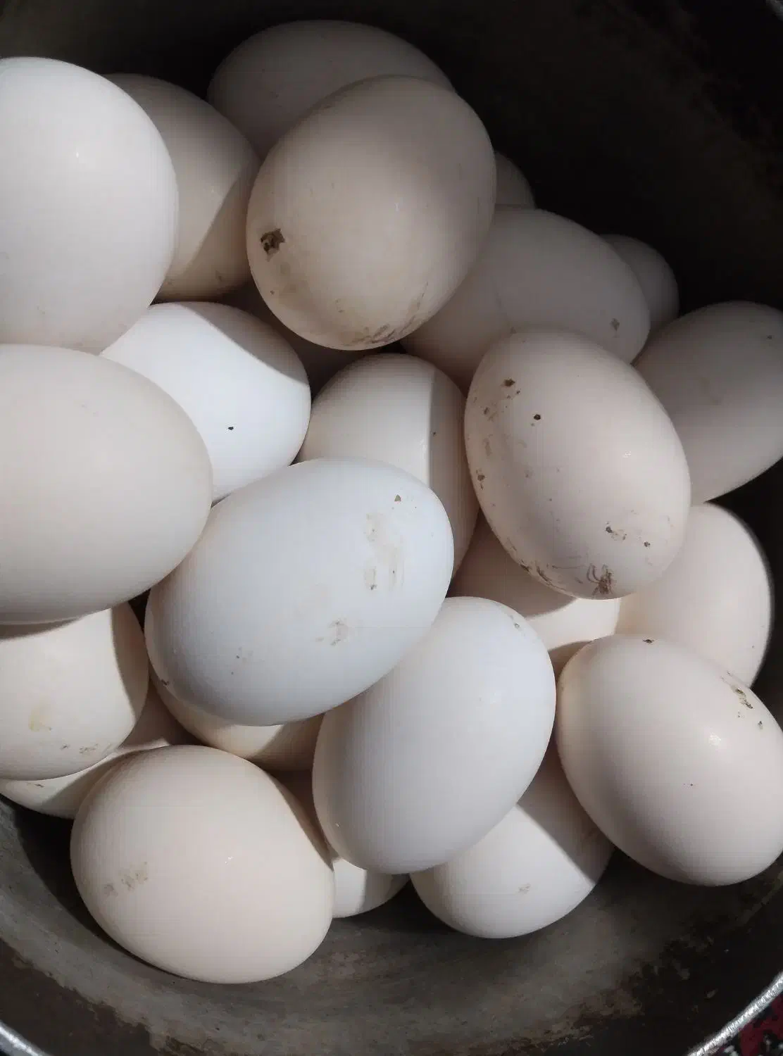 تخم مرغ|پرنده|گهواره, |دیوار