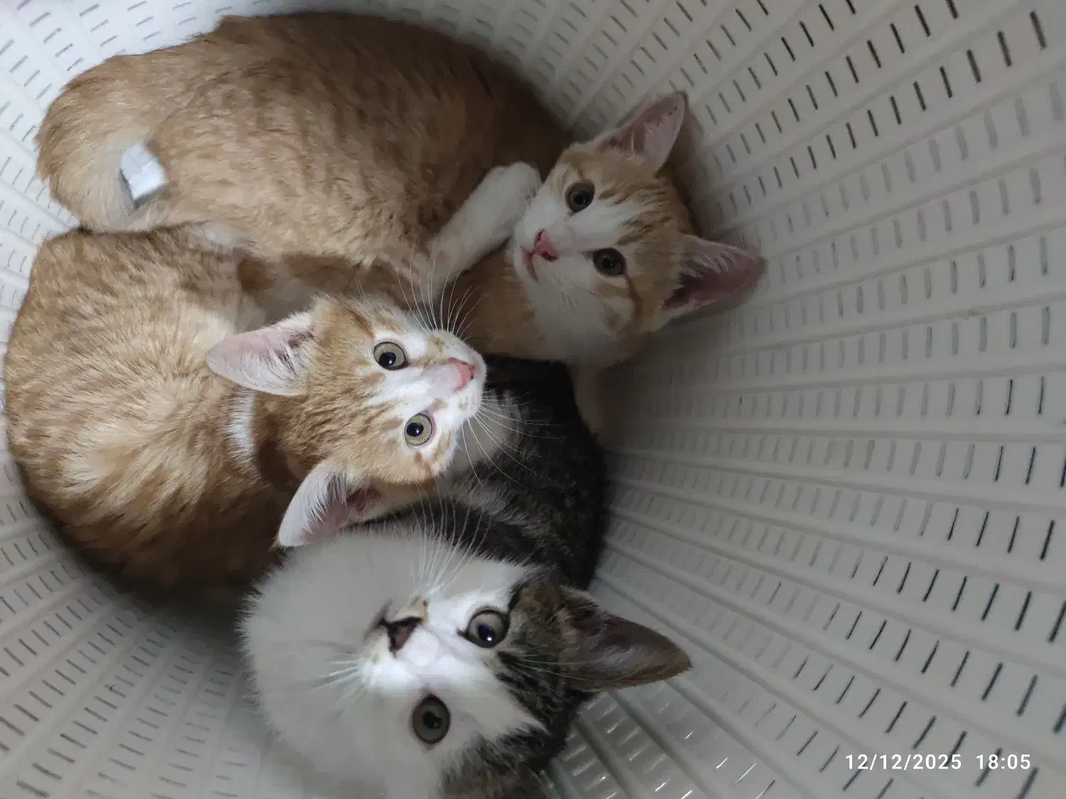 واگذاری بچه گربه سه ماهه رایگان|گربه|بوکان, |دیوار