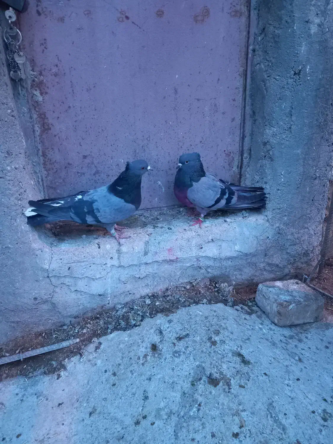 کبوتر سبز|پرنده|سجاس رود, |دیوار