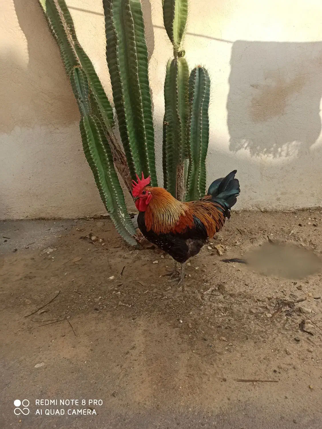 خروس|حیوانات مزرعه|بندر کنگان, |دیوار