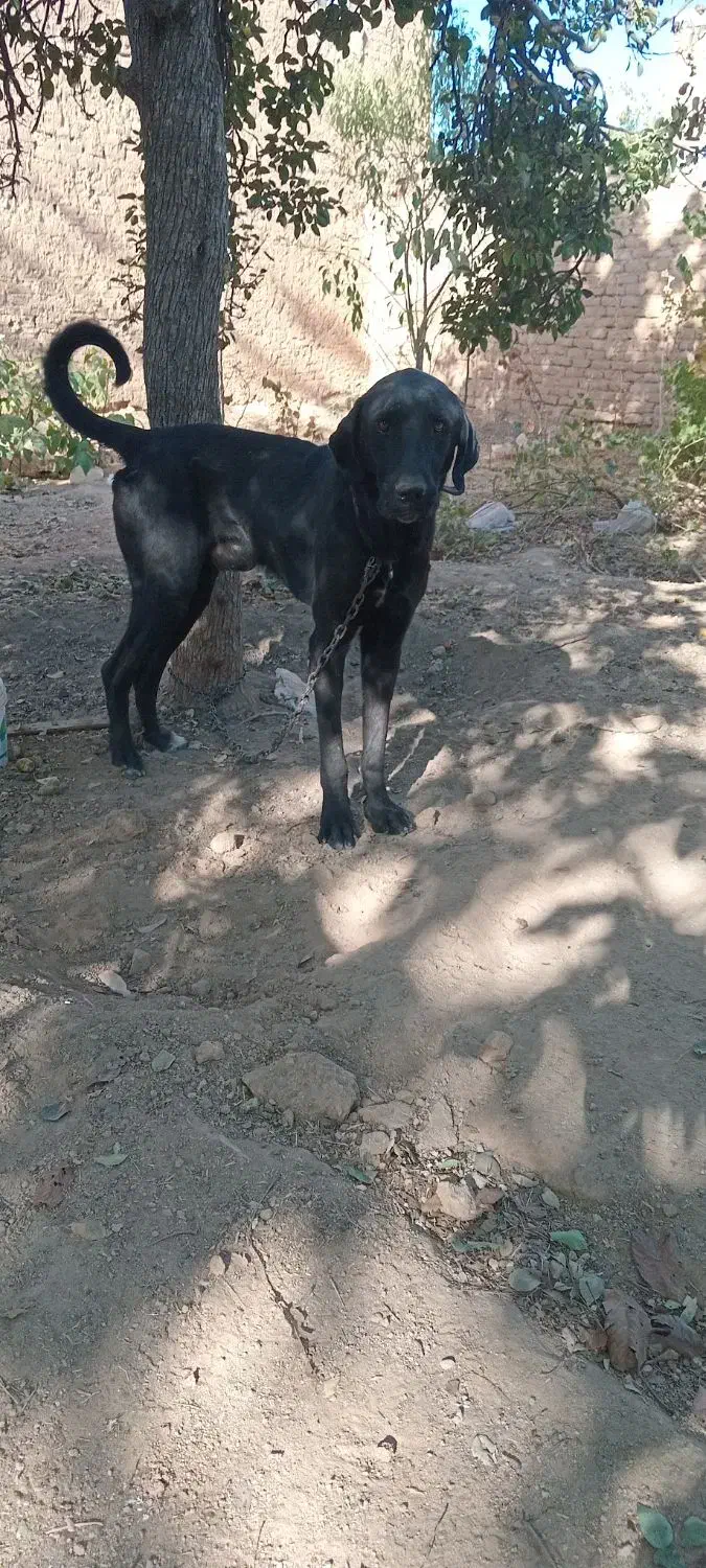 سگ المانی. گریت دین|سگ|تویسرکان, |دیوار