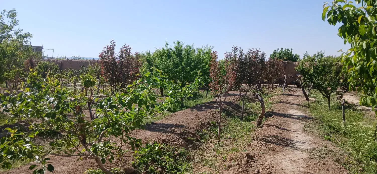 فروش باغ|فروش دفتر صنعتی، کشاورزی، تجاری|شاهرود, |دیوار