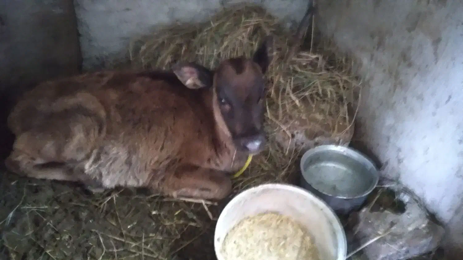 گاو شیر ده|حیوانات مزرعه|تالش, هشتپر|دیوار