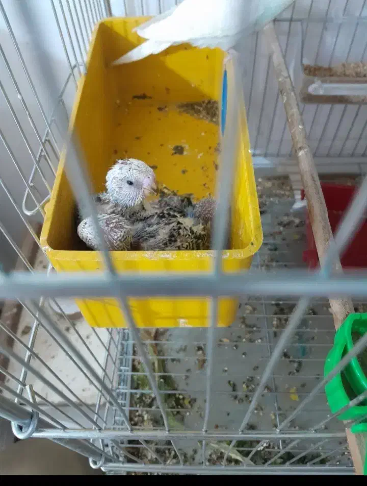 خرید فروش معاوضه فنچ مرغ عشق عروس هلندی کوتوله|پرنده|تبریز, |دیوار