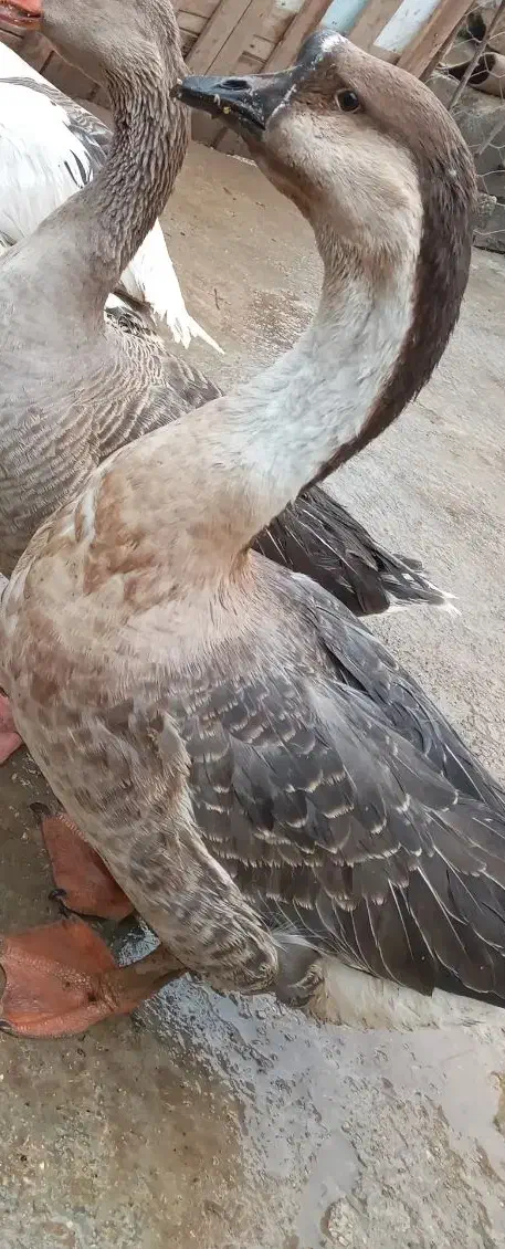 قو غاز|حیوانات مزرعه|آشخانه, |دیوار