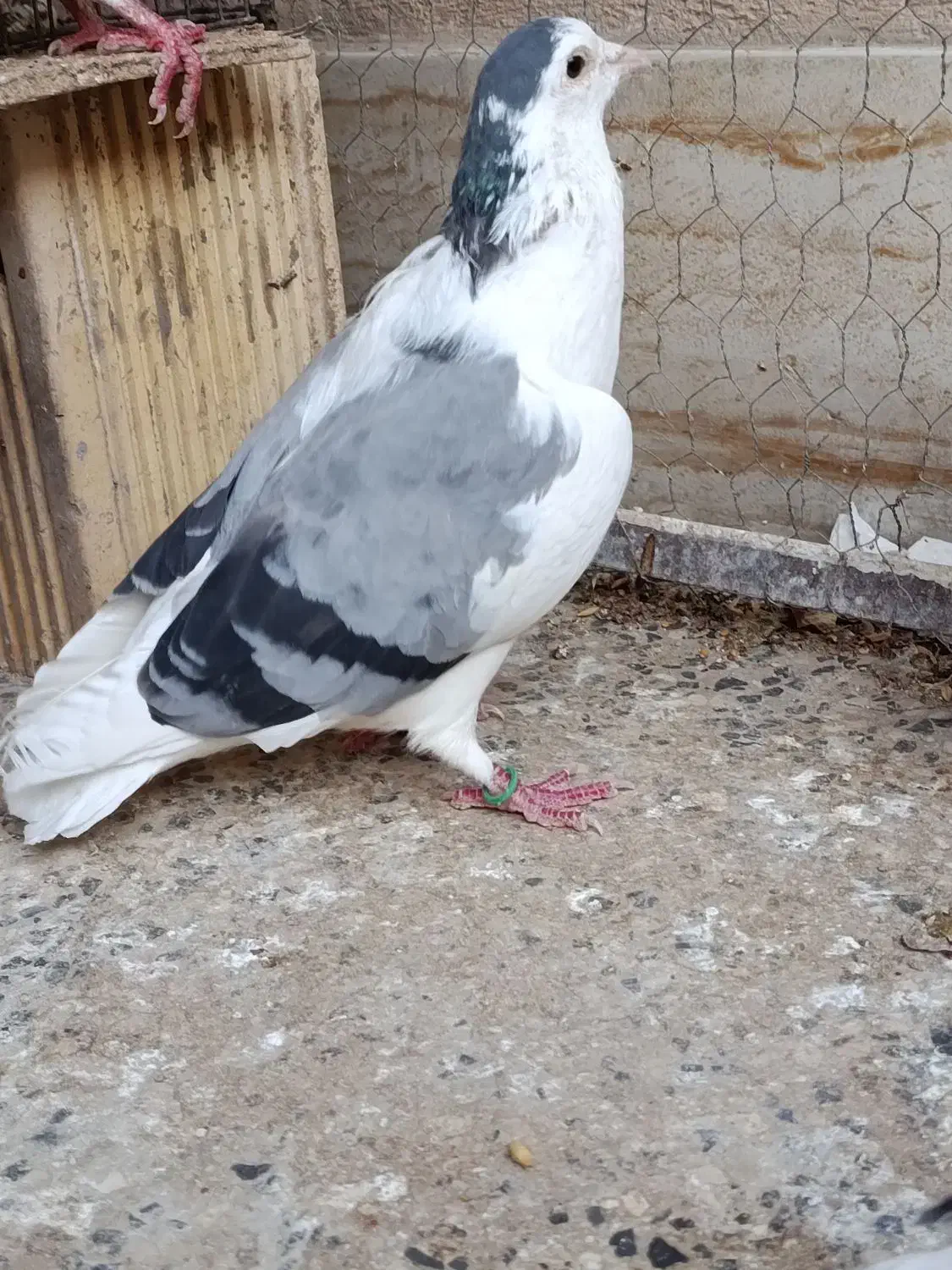 کبوتر نروماده دمگیر|پرنده|اصفهان, جاوان|دیوار