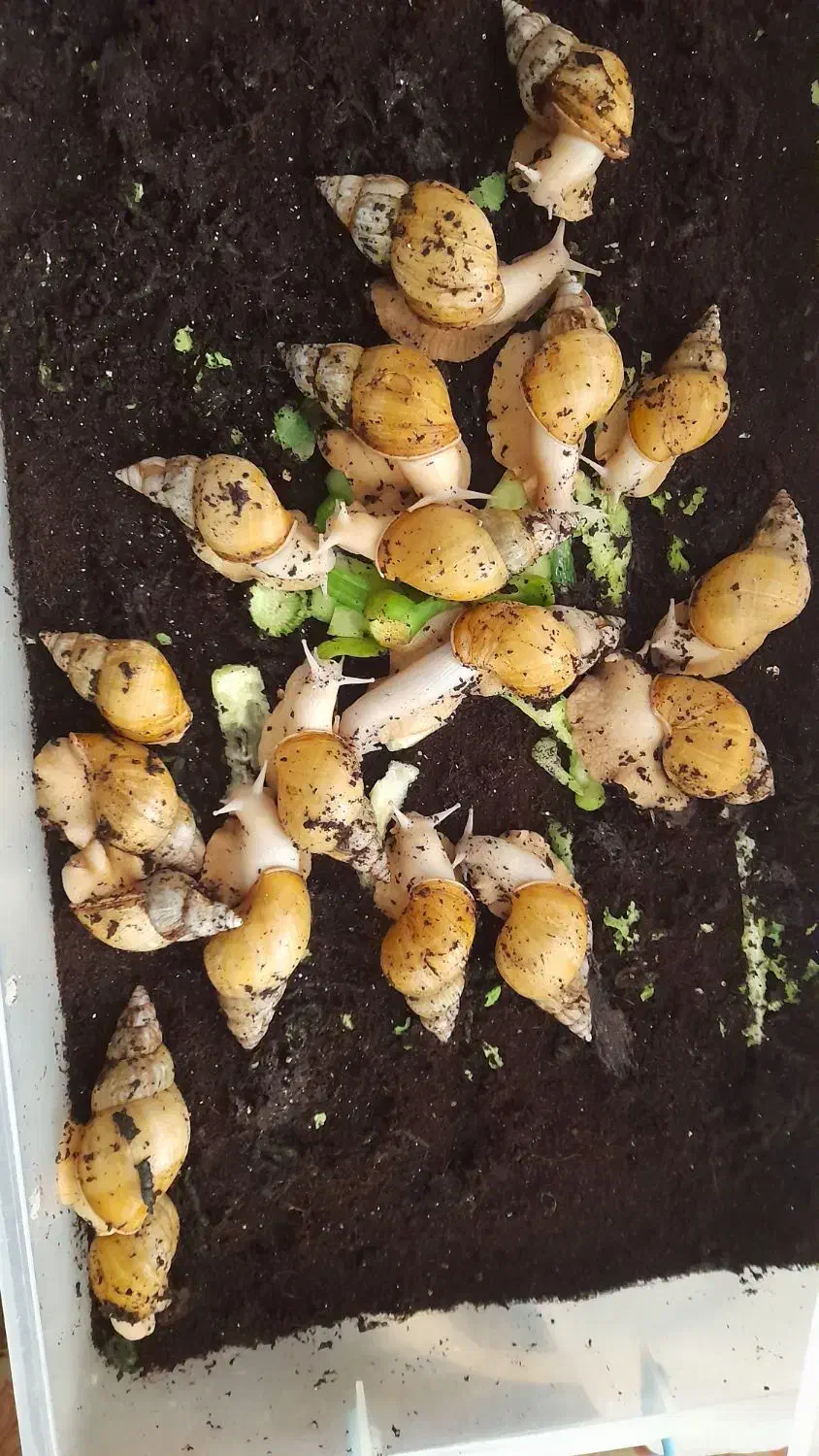 فروش حلزون|آرایشی، بهداشتی، درمانی|کاشان, لتحر|دیوار