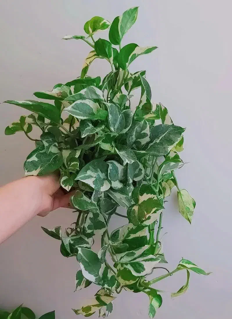 گل طبیعی اپارتمانی|گل و گیاه طبیعی|فسا, |دیوار